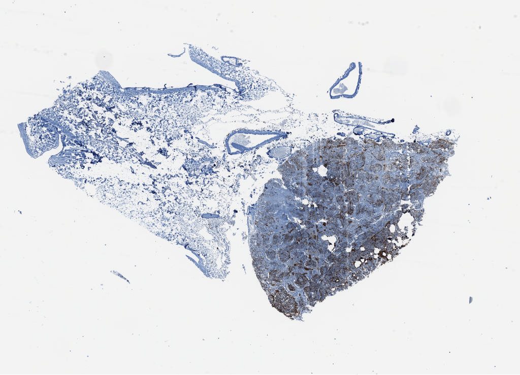 Digital Slide Viewer: neuropathology\NormalAnatomyF